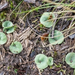 Cyrtostylis reniformis at suppressed - suppressed