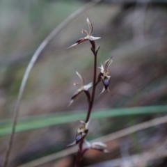 Acianthus exsertus (Large Mosquito Orchid) at Black Mountain - 3 May 2014 by AaronClausen