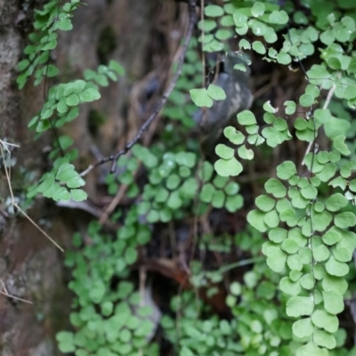 Adiantum aethiopicum (Common Maidenhair Fern) at Black Mountain - 3 May 2014 by AaronClausen