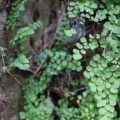 Adiantum aethiopicum (Common Maidenhair Fern) at Black Mountain - 3 May 2014 by AaronClausen