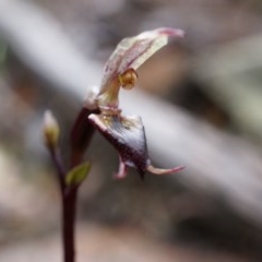 Acianthus exsertus (Large Mosquito Orchid) at Acton, ACT - 3 May 2014 by AaronClausen