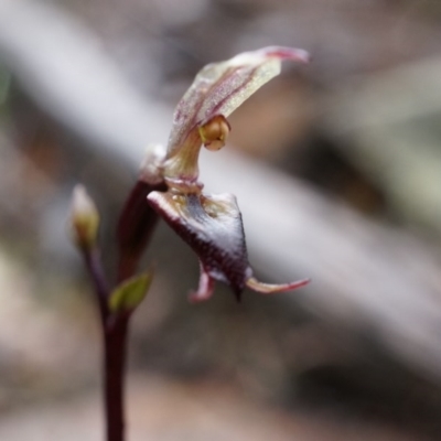 Acianthus exsertus (Large Mosquito Orchid) at Acton, ACT - 3 May 2014 by AaronClausen