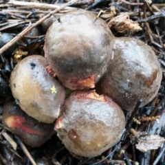 Lycoperdon subincarnatum (Ruddy Puffball) at Acton, ACT - 3 May 2014 by AaronClausen