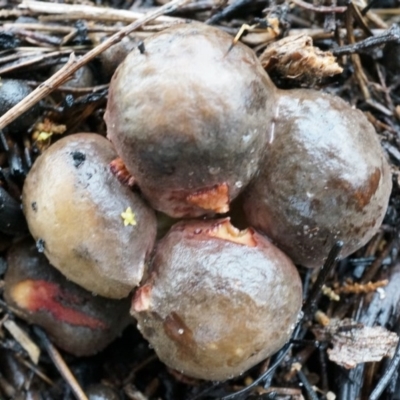 Lycoperdon subincarnatum (Ruddy Puffball) at Black Mountain - 3 May 2014 by AaronClausen