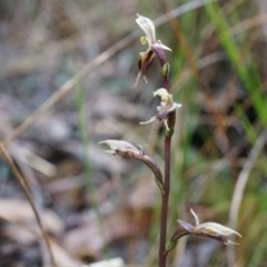 Acianthus exsertus (Large Mosquito Orchid) at Black Mountain - 3 May 2014 by AaronClausen