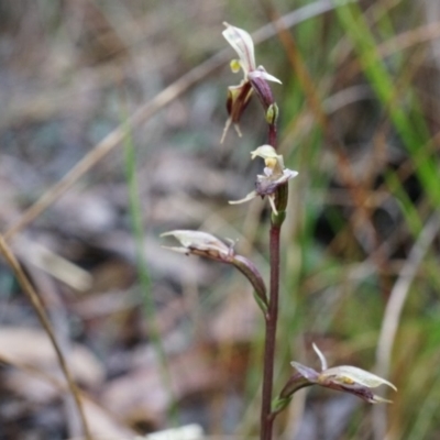 Acianthus exsertus (Large Mosquito Orchid) at Acton, ACT - 3 May 2014 by AaronClausen