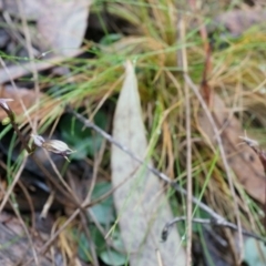 Acianthus exsertus at Acton, ACT - 3 May 2014