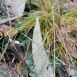 Acianthus exsertus at Acton, ACT - 3 May 2014