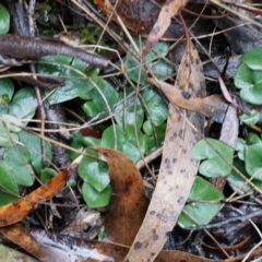 Acianthus exsertus at Acton, ACT - suppressed