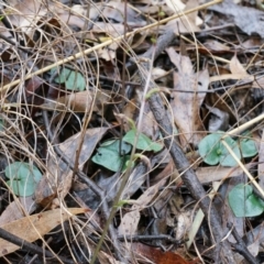 Acianthus exsertus at Acton, ACT - 3 May 2014