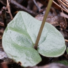 Acianthus exsertus at Acton, ACT - 3 May 2014