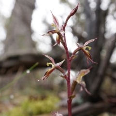 Acianthus exsertus (Large Mosquito Orchid) at Black Mountain - 3 May 2014 by AaronClausen