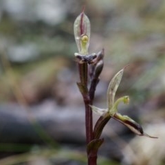 Acianthus exsertus (Large Mosquito Orchid) at Black Mountain - 3 May 2014 by AaronClausen