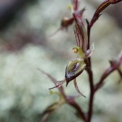 Acianthus exsertus at Acton, ACT - 3 May 2014