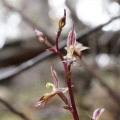 Acianthus exsertus (Large Mosquito Orchid) at Black Mountain - 3 May 2014 by AaronClausen