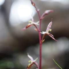 Acianthus exsertus at Acton, ACT - 3 May 2014