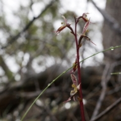 Acianthus exsertus at Acton, ACT - 3 May 2014