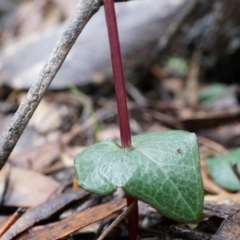 Acianthus exsertus at Acton, ACT - 3 May 2014