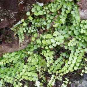 Asplenium flabellifolium at Acton, ACT - 3 May 2014