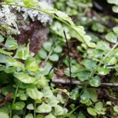 Asplenium flabellifolium (Necklace Fern) at Acton, ACT - 3 May 2014 by AaronClausen