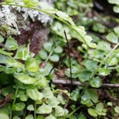 Asplenium flabellifolium (Necklace Fern) at Black Mountain - 3 May 2014 by AaronClausen