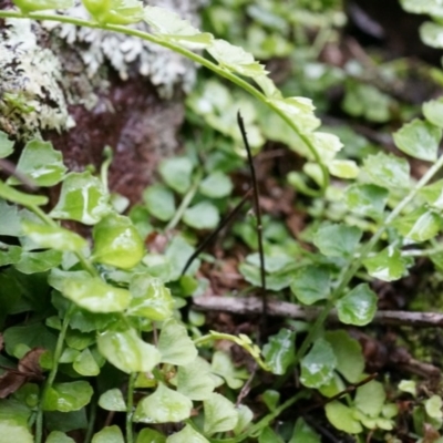 Asplenium flabellifolium (Necklace Fern) at Acton, ACT - 3 May 2014 by AaronClausen