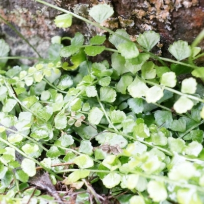 Asplenium flabellifolium (Necklace Fern) at Black Mountain - 3 May 2014 by AaronClausen