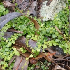 Asplenium flabellifolium (Necklace Fern) at Black Mountain - 3 May 2014 by AaronClausen