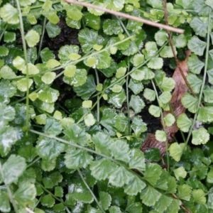 Asplenium flabellifolium at Acton, ACT - 3 May 2014 03:09 PM