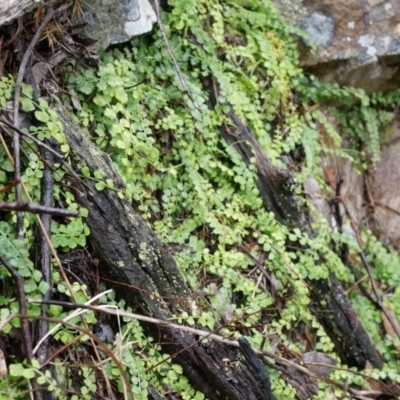 Asplenium flabellifolium (Necklace Fern) at Black Mountain - 3 May 2014 by AaronClausen