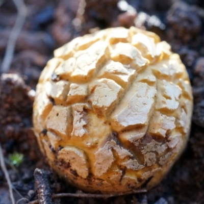 Unverified at ANBG South Annex - 4 May 2014 by AaronClausen