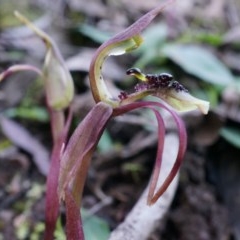 Chiloglottis seminuda (Turtle Orchid) at Acton, ACT - 3 May 2014 by AaronClausen