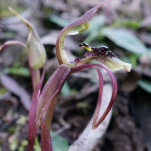 Chiloglottis seminuda at suppressed - suppressed