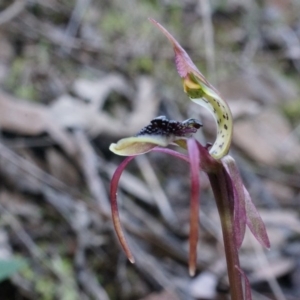 Chiloglottis seminuda at suppressed - 4 May 2014