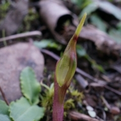 Chiloglottis seminuda at suppressed - 4 May 2014