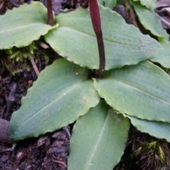 Chiloglottis seminuda at suppressed - 4 May 2014