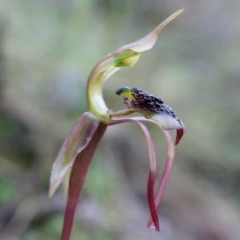 Chiloglottis reflexa (Short-clubbed Wasp Orchid) at ANBG South Annex - 4 May 2014 by AaronClausen