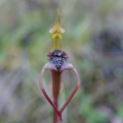 Chiloglottis reflexa at Acton, ACT - suppressed