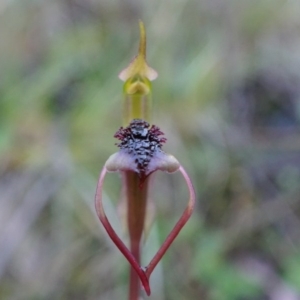 Chiloglottis reflexa at Acton, ACT - suppressed