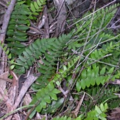 Pellaea calidirupium (Hot Rock Fern) at Hackett, ACT - 19 Apr 2014 by waltraud