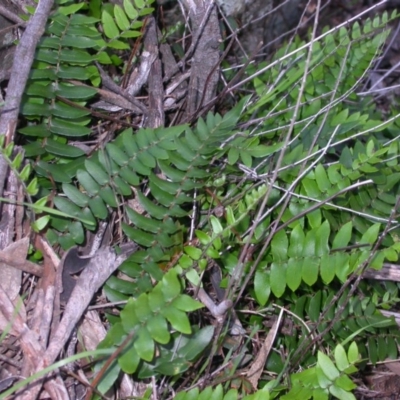 Pellaea calidirupium (Hot Rock Fern) at Hackett, ACT - 19 Apr 2014 by waltraud