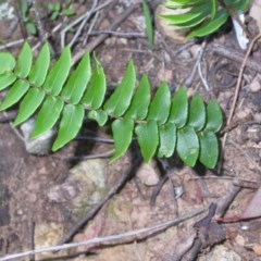 Pellaea calidirupium at Hackett, ACT - 19 Apr 2014