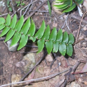 Pellaea calidirupium at Hackett, ACT - 19 Apr 2014