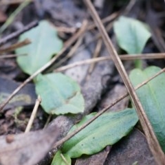 Chiloglottis reflexa (Short-clubbed Wasp Orchid) at ANBG South Annex - 4 May 2014 by AaronClausen