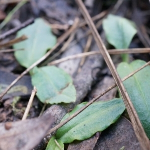 Chiloglottis reflexa at Acton, ACT - suppressed