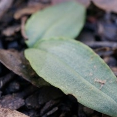 Chiloglottis reflexa (Short-clubbed Wasp Orchid) at Acton, ACT - 4 May 2014 by AaronClausen