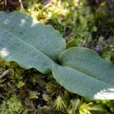 Chiloglottis reflexa (Short-clubbed Wasp Orchid) at Acton, ACT - 4 May 2014 by AaronClausen