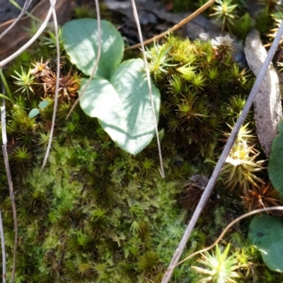 Chiloglottis reflexa (Short-clubbed Wasp Orchid) at ANBG South Annex - 4 May 2014 by AaronClausen