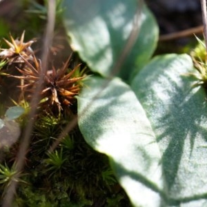 Chiloglottis reflexa at Acton, ACT - suppressed