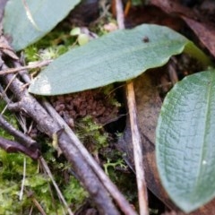 Chiloglottis reflexa (Short-clubbed Wasp Orchid) at Acton, ACT - 4 May 2014 by AaronClausen